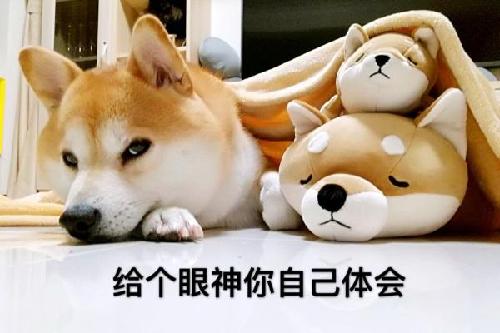 厘清狗患争议背后的群己权界