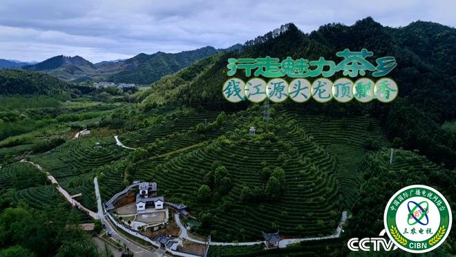 乡土：行走魅力茶香 钱江源头龙顶飘香 7月27日