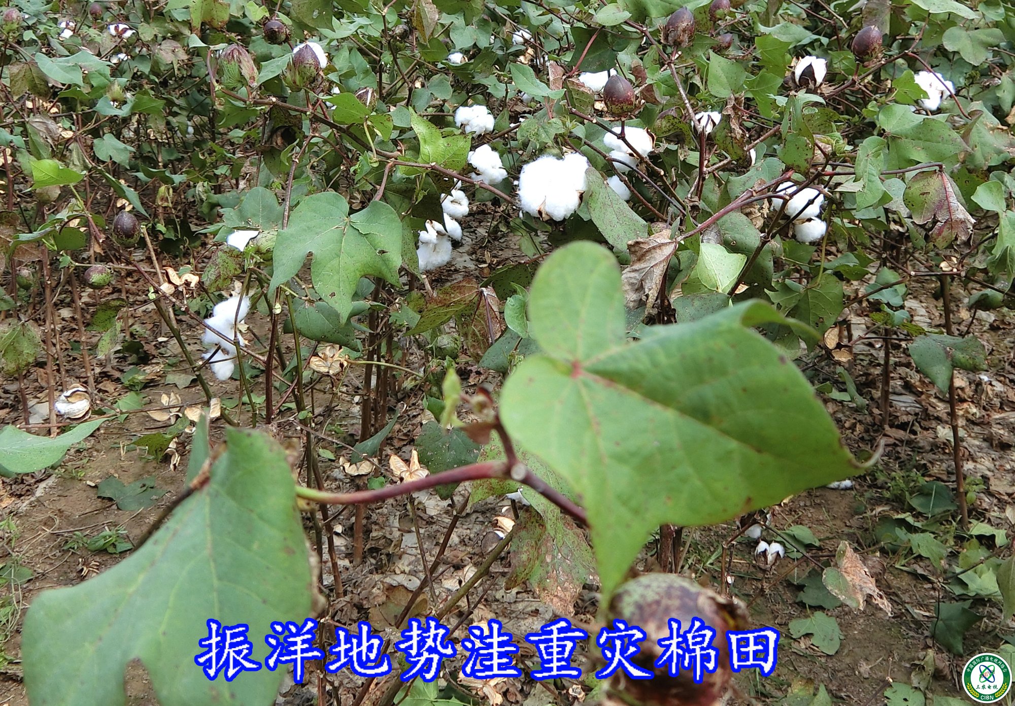 点击查看原图