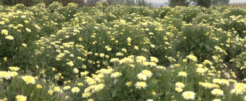 1539478663(1).png