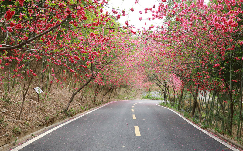 花乡茶谷