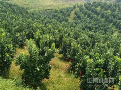 江西广丰区：加大马家柚地标产品宣传推介力度 走好乡村振兴脱贫之路